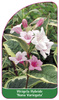 Weigela Hybride 'Nana Variegata'