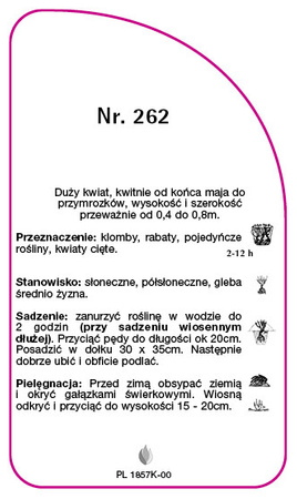 Róza wielokwiatowa Nr. 262