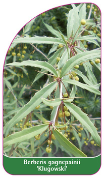 Berberis gagnepainii 'Klugowski'