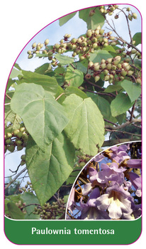 Paulownia tomentosa