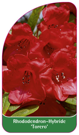 Rhododendron-Hybride 'Torero'