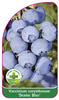 Vaccinium corymbosum 'Denise Blue'