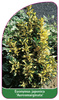 Euonymus japonicus 'Aureomarginata'