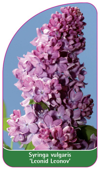 Syringa vulgaris 'Leonid Leonov'