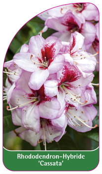 Rhododendron-Hybride 'Cassata'