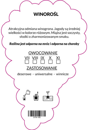 Winorośl Różowa średnia blank
