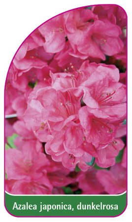 Azalea japonica, dunkelrosa