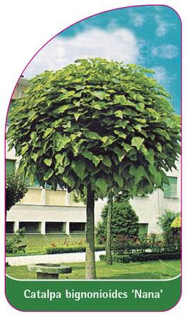 Catalpa bignonioides 'Nana'