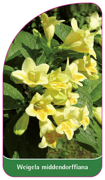 Weigela middendorffiana