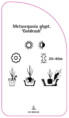 Metasequoia glyptostroboides 'Goldrush'