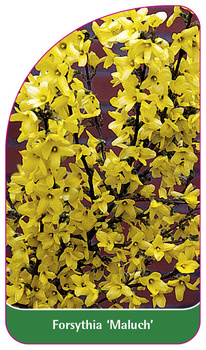 Forsythia 'Maluch'