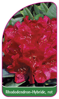 Rhododendron-Hybride, rot