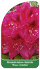 Rhododendron-Hybride 'Nova Zembla'