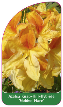 Azalea Knap-Hill-Hybride 'Golden Flare'
