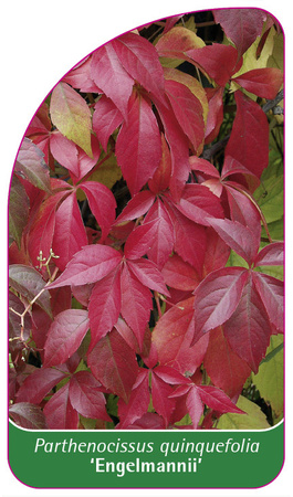 Parthenocissus quinquefolia 'Engelmannii'