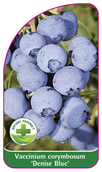 Vaccinium corymbosum 'Denise Blue'