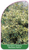 Elaeagnus pungens 'Maculata Aurea'