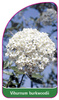 Viburnum burkwoodii