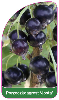 Porzeczkoagrest 'Josta'