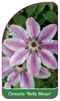 Clematis 'Nelly Moser'