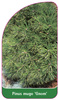 Pinus mugo 'Gnome'