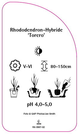Rhododendron-Hybride 'Torero'