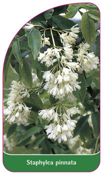 Staphylea pinnata