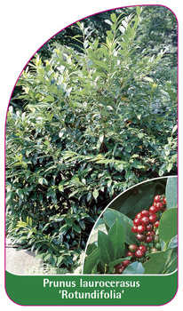 Prunus laurocerasus 'Rotundifolia'