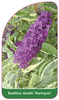 Buddleia davidii 'Harlequin'