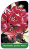 Chaenomeles speciosa 'Rubra'