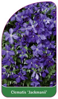 Clematis 'Jackmanii'