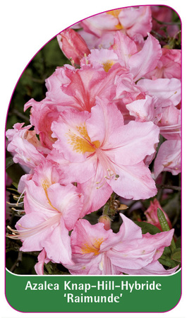 Azalea Knap-Hill-Hybride 'Raimunde'