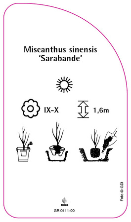 Miscanthus sinensis 'Sarabande'