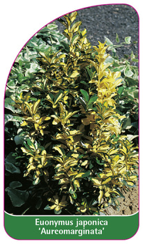 Euonymus japonicus 'Aureomarginata'