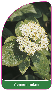 Viburnum lantana
