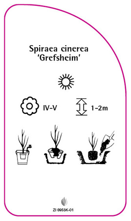 Spiraea cinerea 'Grefsheim'