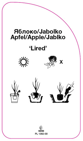 Jabłoń 'Lired'