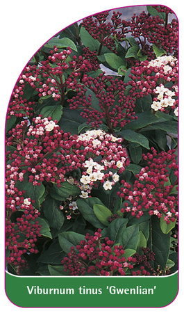 Viburnum tinus 'Gwenlian'