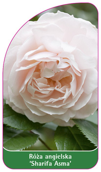 Róza angielska 'Sharifa Asma'