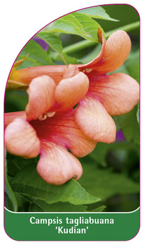 Campsis tagliabuana 'Kudian'