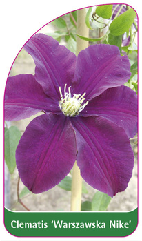 Clematis 'Warszawska Nike'