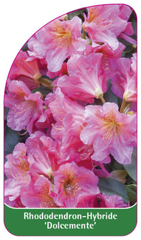 Rhododendron-Hybride 'Dolcemente'