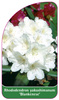 Rhododendron yakushimanum 'Blankenese'