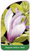 Magnolia liliiflora 'Ricki'