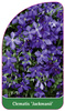 Clematis 'Jackmanii'