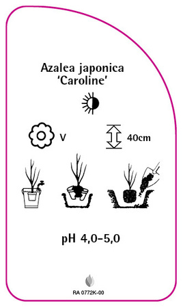 Azalea japonica 'Caroline'
