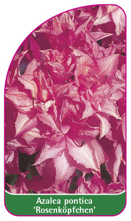 Azalea pontica 'Rosenköpfchen'