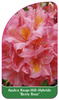 Azalea Knap-Hill-Hybride 'Berryrose'