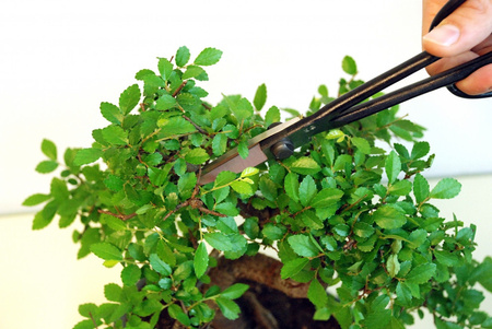 Nożyczki Bonsai 206 OKATSUNE