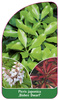 Pieris japonica 'Bisbee Dwarf'